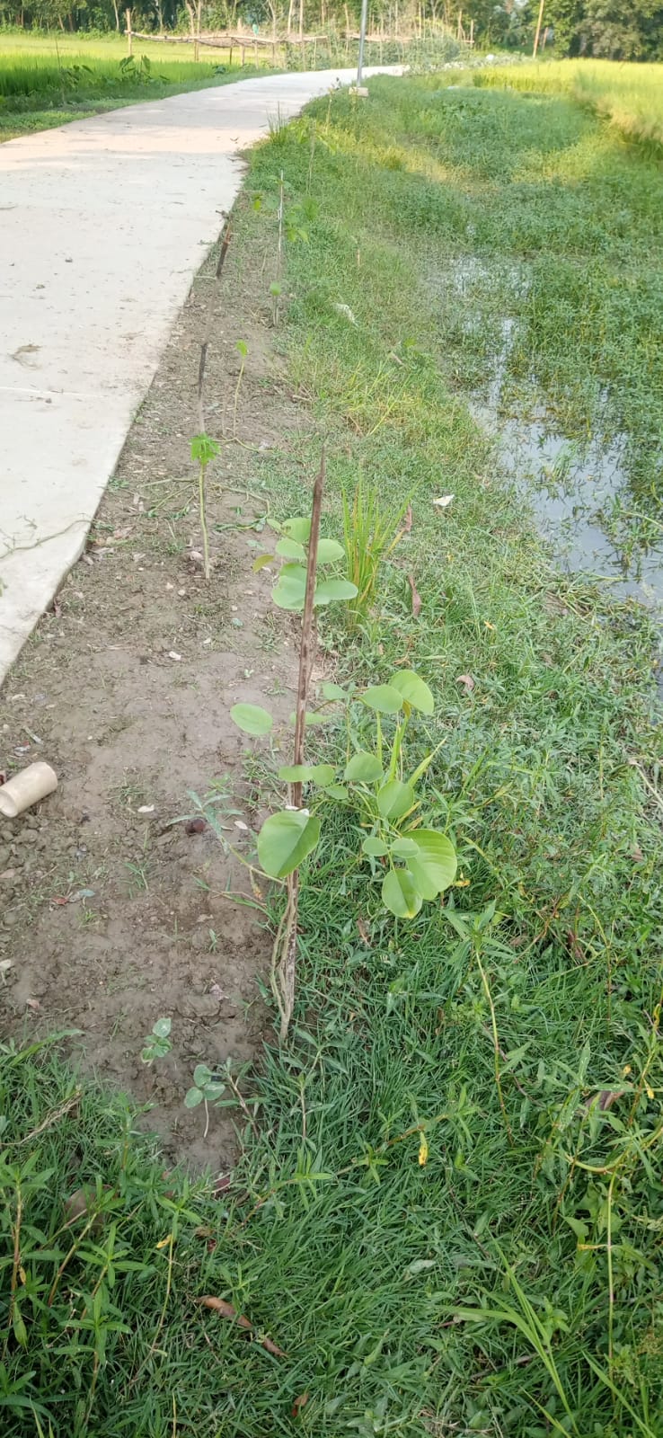PLANT A TREE PROJECT - Image 4